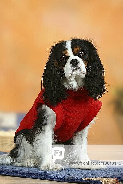 Cavalier King Charles Spaniel  tricolor  mit Pullover  Schutzkleidung  Hundebekleidung