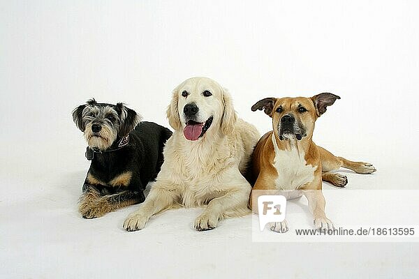 American Staffordshire Terrier  Mischlingshund und Golden Retriever