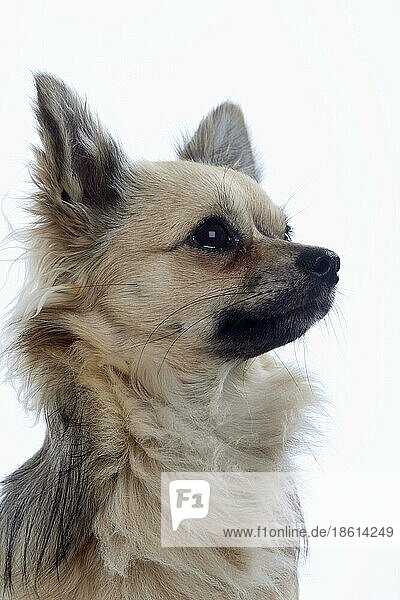 Chihuahua  langhaarig