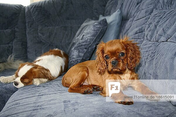 Cavalier King Charles Spaniel  Welpe  14 Wochen  ruby  Sofa  Couch