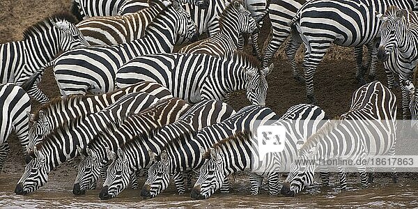 Common Zebras  Mara river  Masai Mara game reserve  Kenya Steppenzebras (Equus burchelli) (Equus quagga)  Mara-Fluss  Massai Mara Wildschutzgebiet  Equus burchelli)  Kenia  Afrika