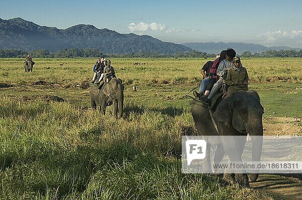 Touristen reiten auf asiatischen Elefanten (Elephas maximus)  Kaziranga-Nationalpark  Assam  Indien  Asien