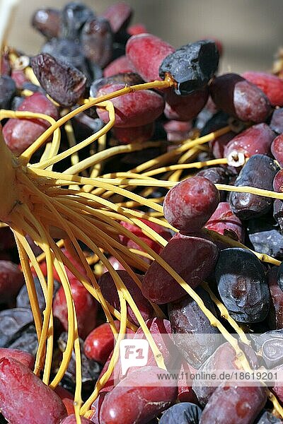 Nahaufnahme von frischen Datteln  essbare süße Frucht der Dattelpalme (Phoenix dactylifera)  Marokko  Nordafrika  Afrika