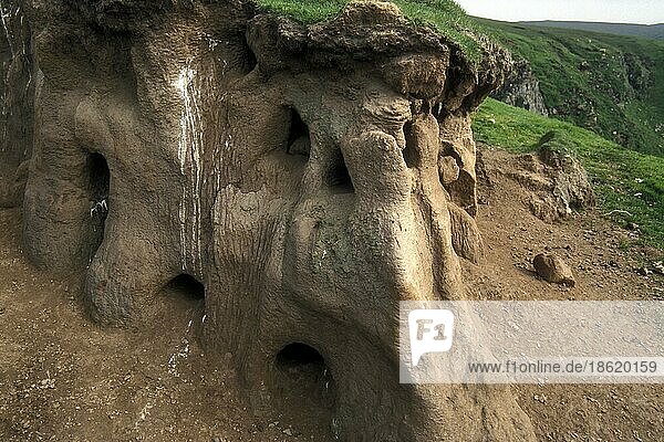 Dicht gepackte  ausgegrabene Höhlen auf der Klippe in der Brutkolonie des Papageientauchers (Fratercula arctica)