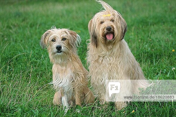 Mixed Breed Dogs  Mischlingshunde  außen  outdoor portfolio_haustiere