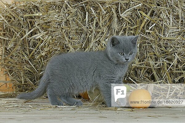 British Shorthair Cat  kitten  blue  Britische Kurzhaarkatze  Kätzchen  blau  Kartäuser  Kartäuserkatze  innen