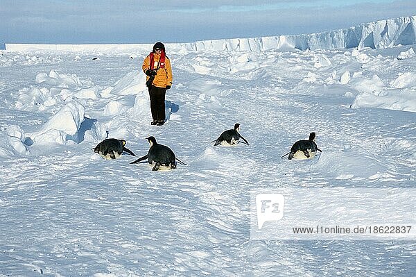 Touristen- und Kaiserpinguine (Aptenodytes forsteri)  Weddellmeer  Antarktis  Antarktika