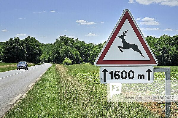 Warnschild  Verkehrsschild für kreuzende Rehe  La Brenne  Frankreich  Europa
