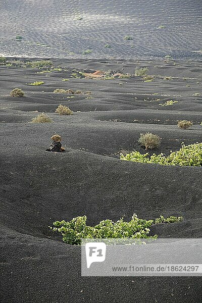 Weinberge und Krater in schwarzer Vulkanerde  die zum Schutz der Weinstöcke vor dem Wind gegraben wurden  in Lanzarote  La Geria  Lanzarote  Kanarische Inseln  Spanien  Europa