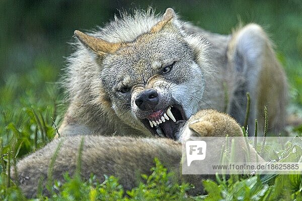 Wolf (Canis lupus) mit Jungtier  Drohgeste  drohen