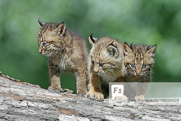 Kanadaluchs und Rotluchs (Lynx rufus)  Jungtiere (Felis lynx canadensis) (Felis rufa)