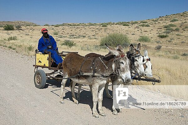 Man on donkey cart  donkey  harnessed  Namibia  Africa