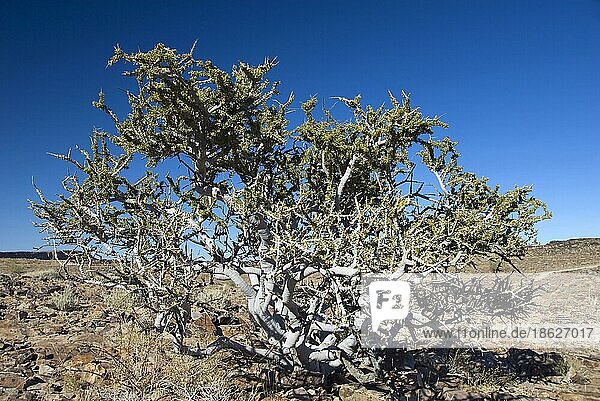 Stinkbusch  Schäferbaum (Boscia foetida)  Stinkender Hirtenbaum  Stinkender Witgatbaum  Namibia  Afrika