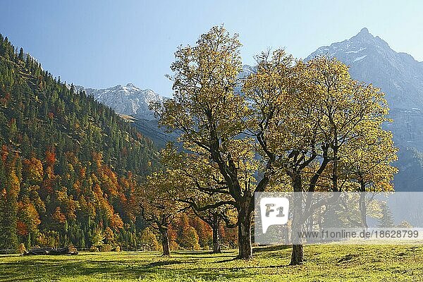 Ahornbäume im Herbst  Großer Ahornboden  Alpenpark Karwendel  Tirol  Österreich  Europa