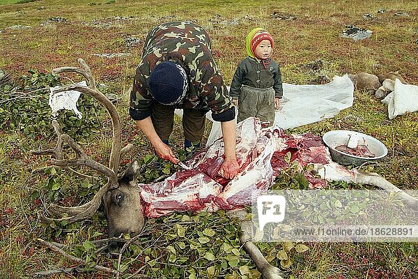 Man cuts up slaughtered reindeer  camp of reindeer nomads  Kamchatka Peninsula  Kamchatka  nomad camp  Russia  Europe