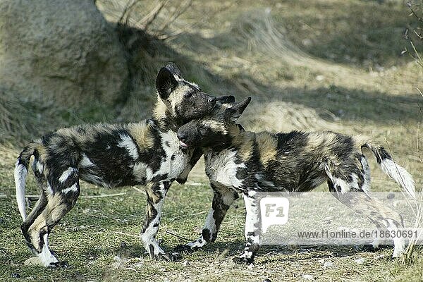 African Hunting Dogs nische Wildhunde  Hyänenhundn (Lycaon pictus) Wild Dog