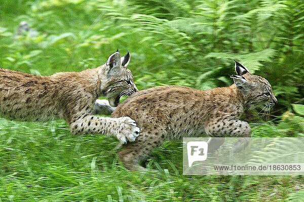 European Lynx  cubs  Europäische Luchse  Jungtiere  Europäischer (Lynx lynx) Luchs  cub
