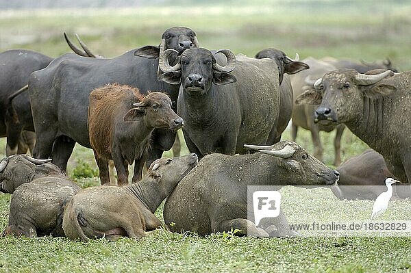 Asian Water Buffalo  Kerabau  Carabao  Asiatischer Wasserbüffel (Bubalus arnee)  Büffel  Thailand  Hausbüffel (Bos arnee)  Thailand  Asien