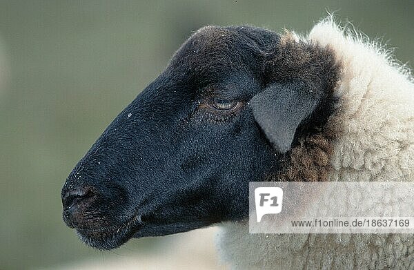 Domestic Sheep  Rhönschaf  Schaf  Schafe  seitlich  side