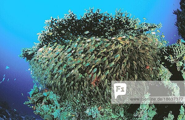 Schlanke Kehrer  Glasfisch (Parapriacanthus ransonneti)