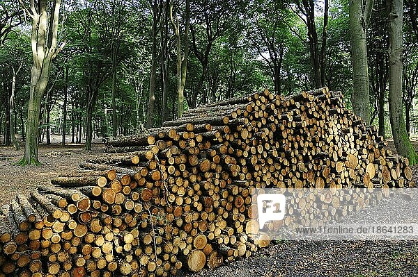 Holzstapel in einem Buchenwald  Niederlande  Europa