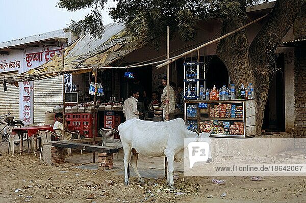 Rinder vor einem Geschäft  Bharatpur  Rajasthan  Indien  Heilige Kuh  Zebu-Rind  Asien
