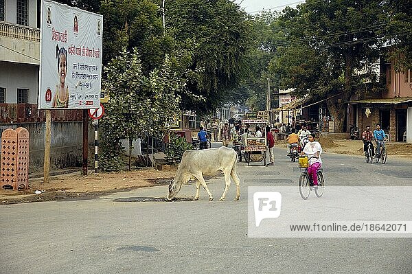 Hausrind auf Straße  Bharatpur  Rajasthan  Indien  Kuh  Kühe  Heilige Kuh  Asien