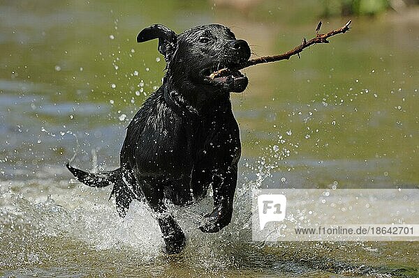 Labrador Retriever apportiert Stock  nass