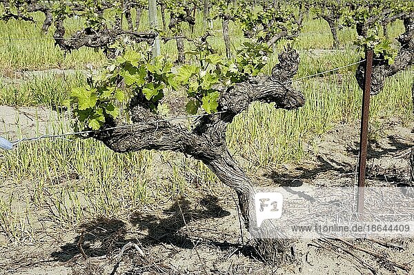 Weinreben im Frühling  Camargue  Gard  Languedoc-Roussillon  Südfrankreich  Rebstock