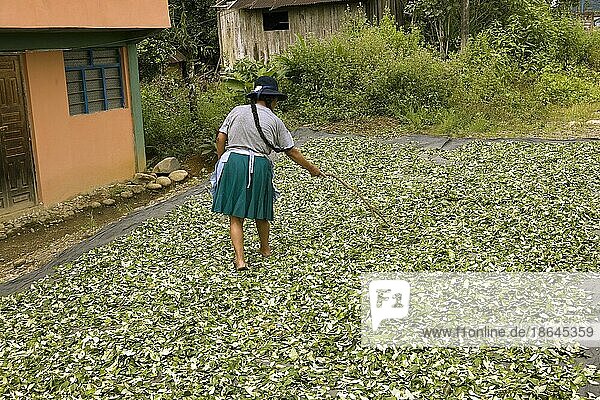 Coca (erythroxylum coca)  Kokainproduktion  Trocknen der Blätter im Dorf Pilcopata  Anden  Peru  Südamerika