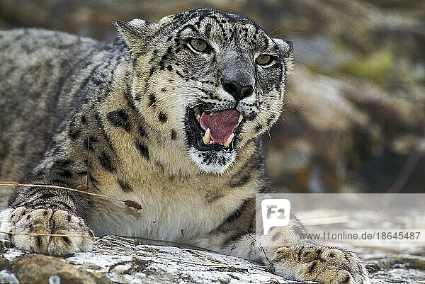 (Unica unica)  Panthera uncia  Uncia uncia  Irbis  Schneeleopard  Schneeleoparden  Raubkatzen  Raubtiere  Säugetiere  Tiere  Snow Leopard or Ounce  Adult with Open Mouth