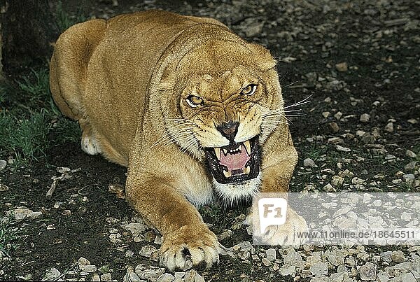 Afrikanischer Löwenische (panthera leo) Löwennischer Löwenische Löwen  Löwen  Raubkatzen  Raubtiere  Säugetiere  Tieren Lion  Female Snarling