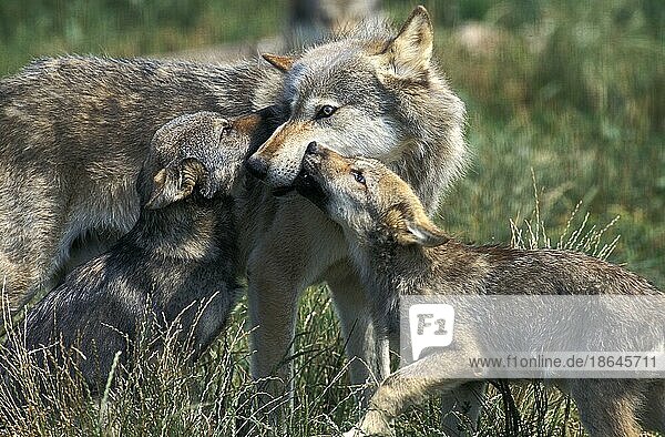 Wolf  Wölfe (canis lupus)  Hundeartige  Raubtiere  Säugetiere  Tiere  European Wolf  Mother and Cub