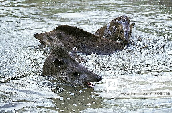 Flachlandtapir  Flachlandtapire (tapirus terrestris)  Tapir  Tapire  Huftiere  Säugetiere  Tiere  Unpaarhufer  Lowland Tapir  Group in Water