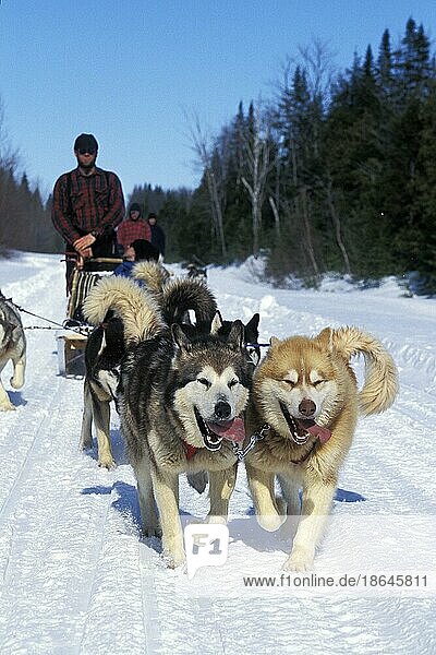 Siberian Husky  Mann Mushing Sled Dog Team  Quebec in Canada