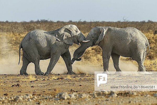 Afrikanischer Elefant (Loxodonta africana) Stierkampf  in der afrikanischen Wüste. 2 männliche Tiere kämpfen gegeneinander. Ganzkörper Seitenansicht mit Staubwolken. Etosha Nationalpark  Namibia  Afrika