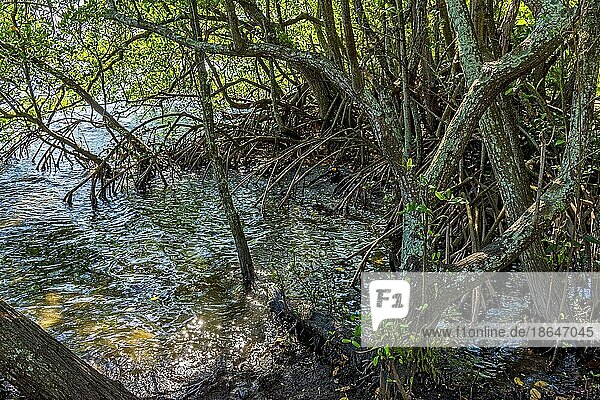 Dichte Wasservegetation  typisch für Mangroven mit ihren knorrigen Ästen und Wurzeln  die aus dem Wasser ragen  Brasilien  Südamerika