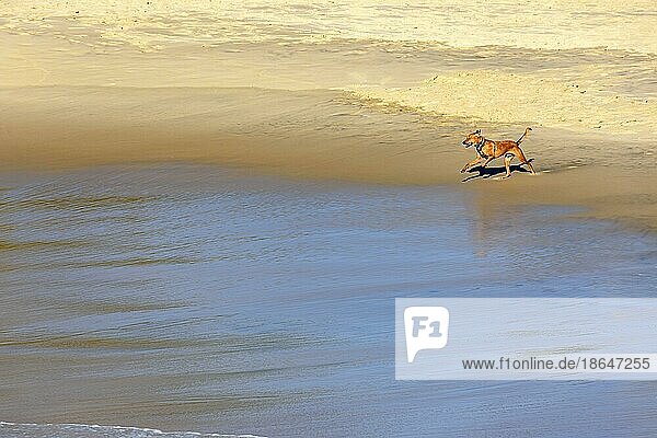 Dogs running and playing on the beach sand in the morning in Ipanema  Rio de Janeiro  Brazil  Brasil  South America