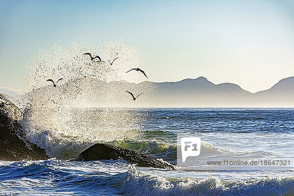 Seagulls flying over the sea at Ipanema beach with the waves in the background during dawn  Brasil