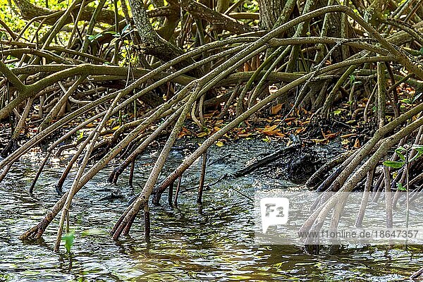 Dichte Vegetation im tropischen Mangrovenwald  dessen Wurzeln mit dem Meerwasser der Flüsse und Seen Brasiliens in Berührung kommen  Brasilien  Südamerika