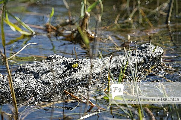 Nilkrokodil (Crocodylus niloticus)  Nahaufnahme von Kopf und Gesicht des Reptils. Gelbes Auge. Chobe Nationalpark  Botswana  Afrika