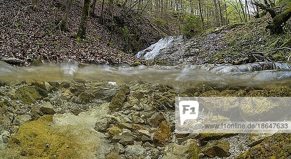 Waldbach mit Wasserfall im UNESCO Weltnaturerbe Buchenwald im Nationalpark Kalkalpen  Reichraming  Oberösterreich  Österreich  Europa