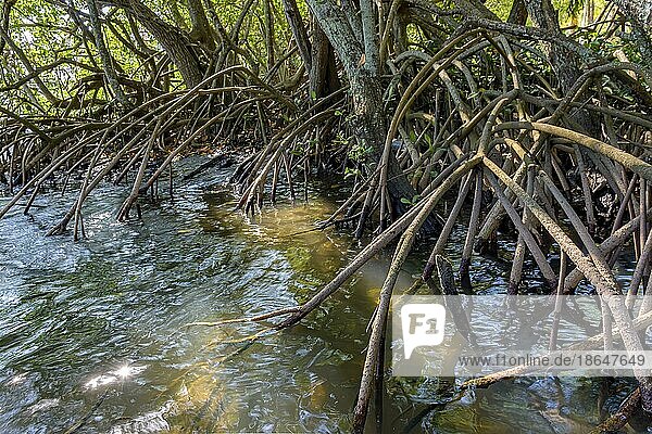Wurzeln und Wasservegetation typisch für Mangroven in Brasiliens tropischem Ökosystem  Brasilien  Südamerika