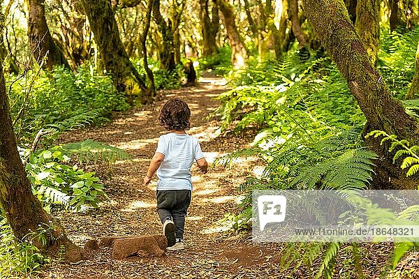 Boy walking in the natural park of La Llania in El Hierro  Canary Islands. On a path of laurel from El Hierro in a lush green landscape