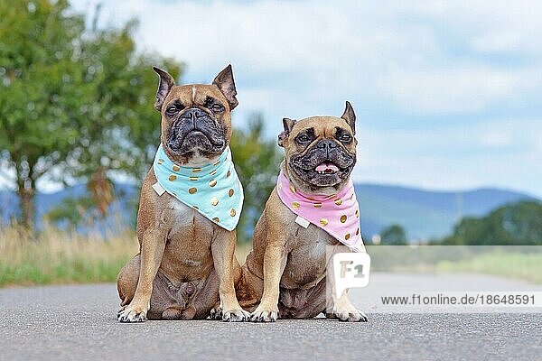 Zwei ähnlich aussehende braune französische Bulldoggen  die nebeneinander sitzen und passende babyblaue und babyrosa Halstücher tragen