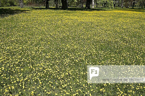 Buttercups  buttercups in a meadow in the spa gardens of Bad Homburg vor der Höhe  Hesse  Germany  Europe