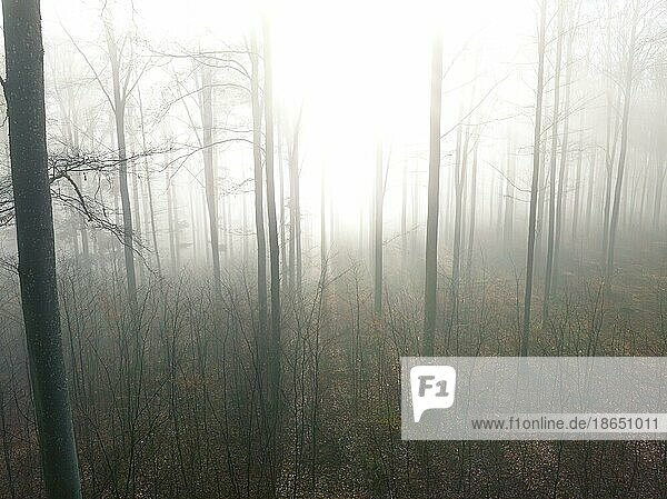 Wald im Nebel bei Sonnenaufgang  Gechingen  Schwarzwald  Deutschland  Europa