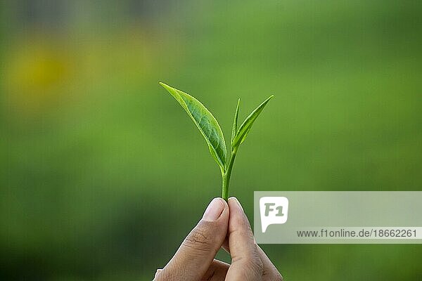 BOKAKHAT  INDIA  MAY 4: A woman holding a tea leafs in a tea plantation  in Bokakhat  India on May 4  2023