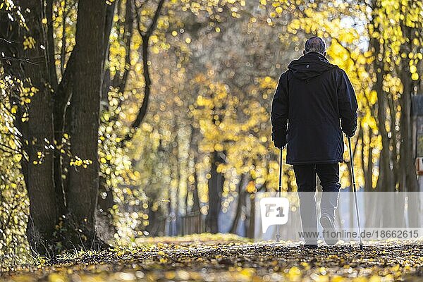Alter Mann mit Stöcken beim Spaziergang  Spätherbst im Neckartal  am Uferweg leuchtet Herbstlaub in bunten Farben  Stuttgart  Baden-Württemberg  Deutschland  Europa