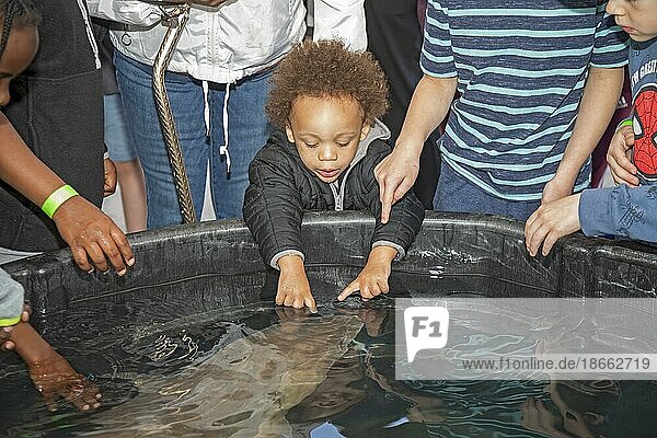Detroit Michigan The U.S. Fish and Wildlife Service held Sturgeon Day at Milliken State Park. They displayed a lake sturgeon (Acipenser fulvescens) from the Detroit River and encouraged people to pet the fish